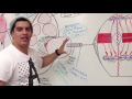 Musculoskeletal System | Muscle Structure and Function