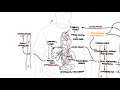 Hepatorenal Syndrome - causes, pathophysiology and mechanism