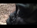 Baby gorilla Alika is getting cuter by the day!