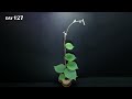 Growing Kiwi Plant From Seed (128 Days Time Lapse)