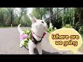 A big white cat is strolling through the park, seeming interested in everything around it.