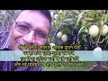 Mango Tree Care Tips For Watering, Flowering, Fruit Drop Prevention [in Hindi]