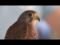 The Flight Techniques of Peregrine Falcons