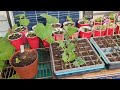 Chicks Upgrade to Brooder Box/2024 Garden Update