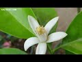 Grafting a Orange  branch on Lemon Tree by Cleft grafting | Grafting Citrus Trees | Grafting Plants