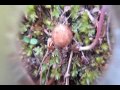 Edible & Medicinal Dwarf Ginseng ( Panax trifolius )