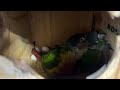 When conures get territorial #birds #conures #nestingbird #cuteanimals