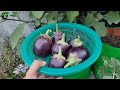 How to Grow Brinjal With Full Update | बैंगन बीज से कैसे उगाये | Green Spoon Garden