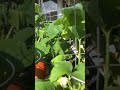 Garden Update 6-1-23