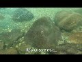 NO43 超簡単な鮎釣り＆水中動画作成のコツ！ 　【友釣りオレ流】