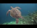 ♡ GIANT SEA TURTLES ♡ AMAZING CORAL REEF FISH • 12 HOURS of THE BEST RELAX MUSIC