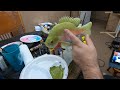 Wood Carving a Bluegill Bream  part 6 Airbrushing Base Colors