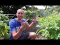 Brilliant Backyard Garden Harvest, Sustainable Food Forest on a Suburban Lot