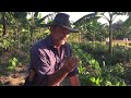 Syntropic Agroforestry In Australia: Video 27