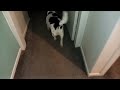 Rescue Dog's Bedtime Routine