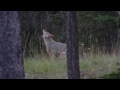 Wild  Coyote Howling