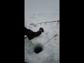 A couple NY gills through the ice (not clickbait)