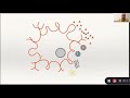 How environmental factors may impact vagus nerve/brainstem/neuroinflammation in ME/CFS and LongCovid