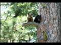 Black Bear Cubs