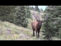 Close-up Bull Elk Encounter - 2013