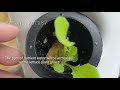 DIY : How to make Vertical Hydroponic System using 4 Towers (Part 2) || hydroponic farming at home