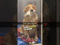 Golden Retriever shows off her new pup ❤️