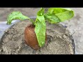 How To Grow Kiwi Plants From Kiwi Fruit in Water Using Water Bottles