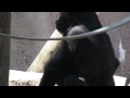 Gorilla Drinks from Water Bottle