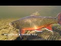 Rarely Seen Underwater World of Brook Trout