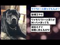 【2ch動物スレ】不明のお年寄り、捜索20分で発見！警察犬「ヴィロー」に署長賞