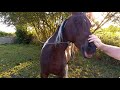 Healthy horse eating apples