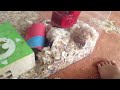 Gerbil digs into a tube