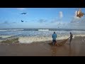 Wow! Seine Net Fishing In Attractive Beach, Fresh Fish From Beach to Roadside Market!