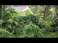 Moments In Nature | The Home Jungle | Wild Jungle Relax | Nature Forest Travel