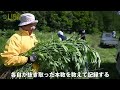 北海道･美幌LC - 夏空の下で野生大麻抜き取り