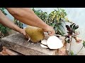 fresh coconut water, amazing coconut peeling skills part 02#cuttingskills #coconutcuttingskills