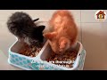 After a heavy rain, two poor kittens lay motionless next to a trash can with weak breathing