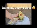 Taste Testing a Hawaiian Avocado 🥑