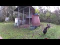 Bobcat attacks chickens in broad daylight. Keeping chickens safe fail. The hunt begins.