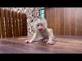 Deep Pity, Little Newborn Baby Monkey A Tong Crqing T@ntram Need Mama Attention