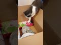 Unboxing my order to my cats...