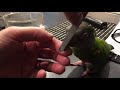 Senegal Parrot morning beak grooming