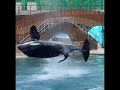 Killer Whale Orca encounter at SeaWorld Orlando