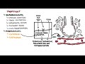 Idiopathic Pulmonary Fibrosis - pathophysiology, signs and symptoms, investigation and treatment