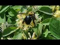 Bumble bee on honeysuckle - shot with Nikon 1 J1