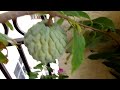 Growing sugar apple on patio