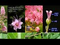 꼬리조팝나무의 특징 : 꼬리조팝나무 vs 일본조팝나무