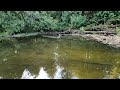 Huge Rainbow Trout Invades Brown Trout Stream