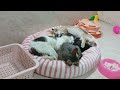 You Laugh You Lose🤣Funniest Dogs and Cats 2024😹🐕