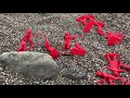 Seaside Sortie: Army Men Stop Motion